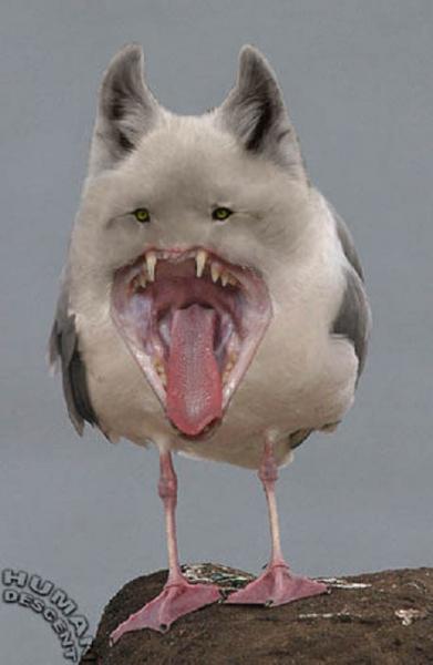 hihihi