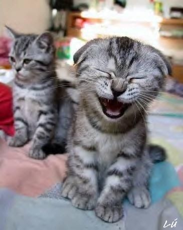 chaton