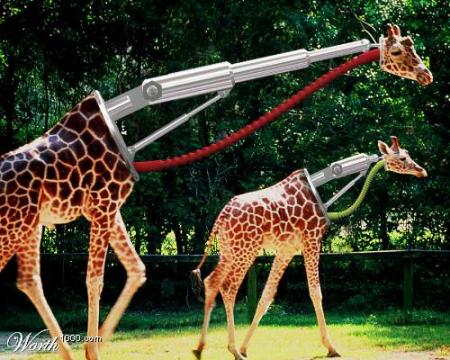 girafe